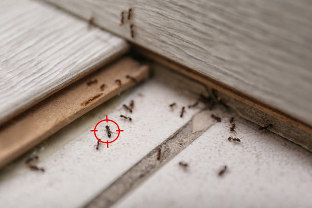 Best Termite Control Services  in Little Silver, NJ