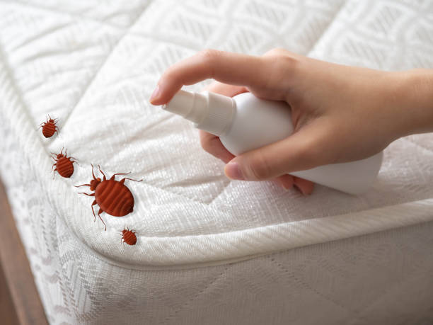 Best Wasp Removal Services  in Little Silver, NJ