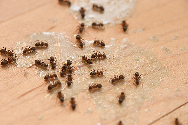 Best Wildlife Control Services  in Little Silver, NJ