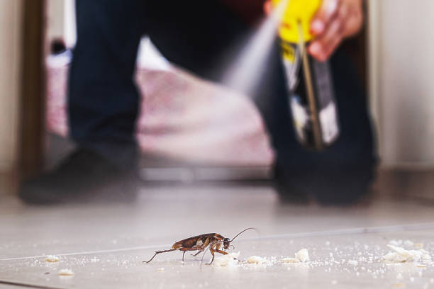 Best Ant Control Services  in Little Silver, NJ